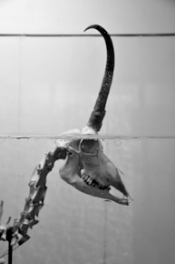 la specola 8-2017 1425